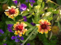 423956950 Gaillardia (blanket flower)